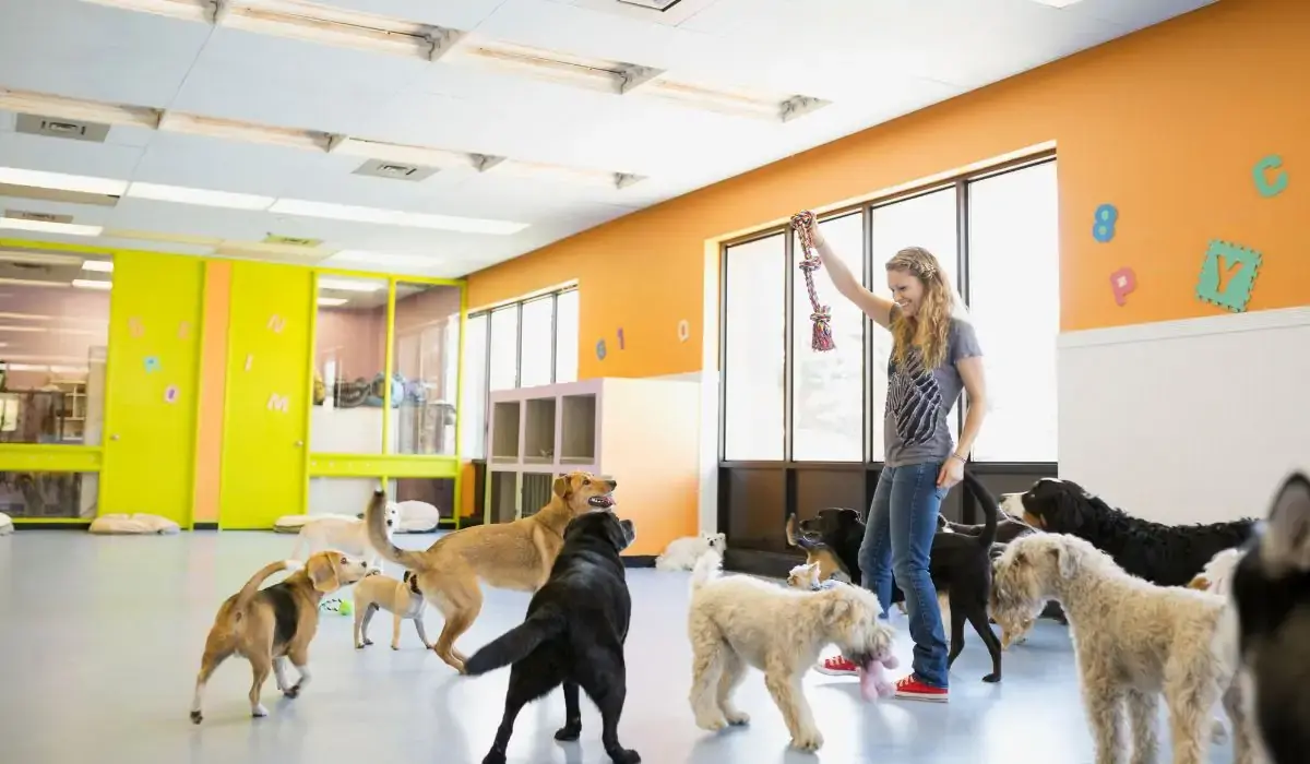Redefining First-Class Hospitality for Animals