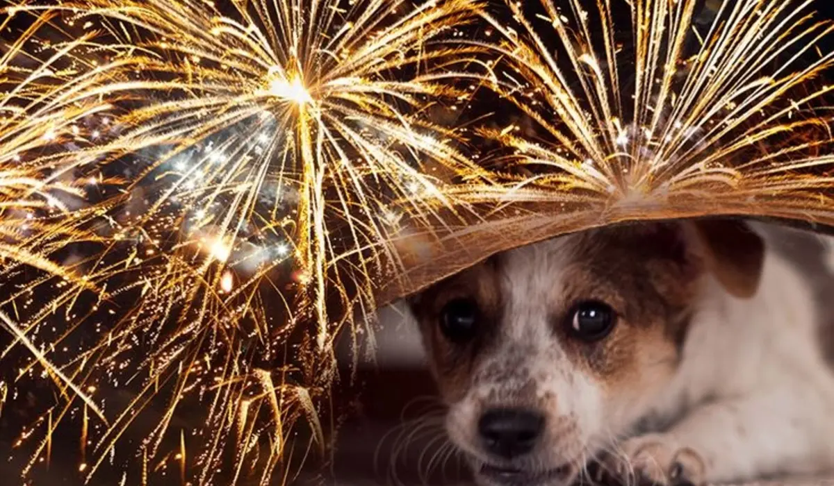 Pet Safety During Big Fireworks Events