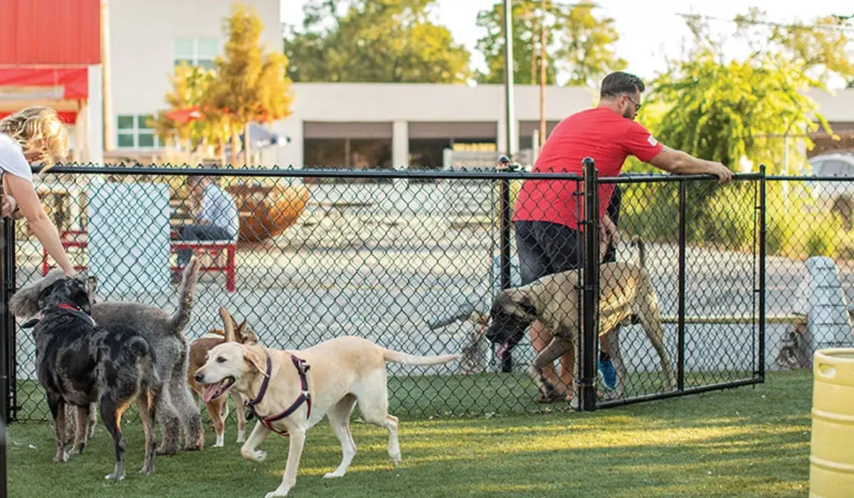 Dog Parks: Safe Spaces for Off-Leash Fun