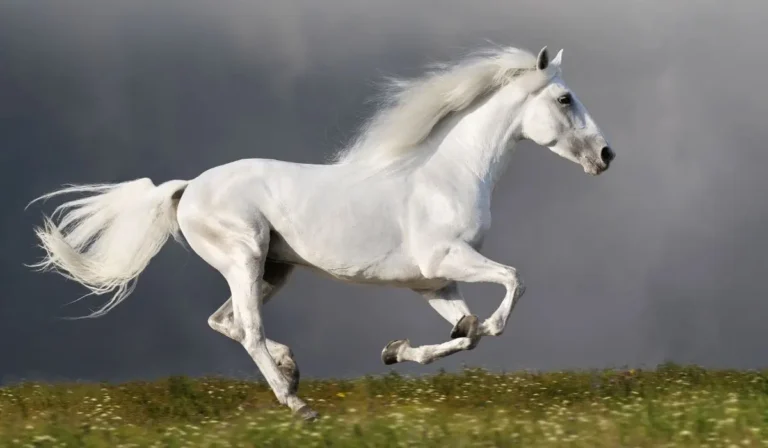 How to Teach a Fast Horse Slow Down and Relax