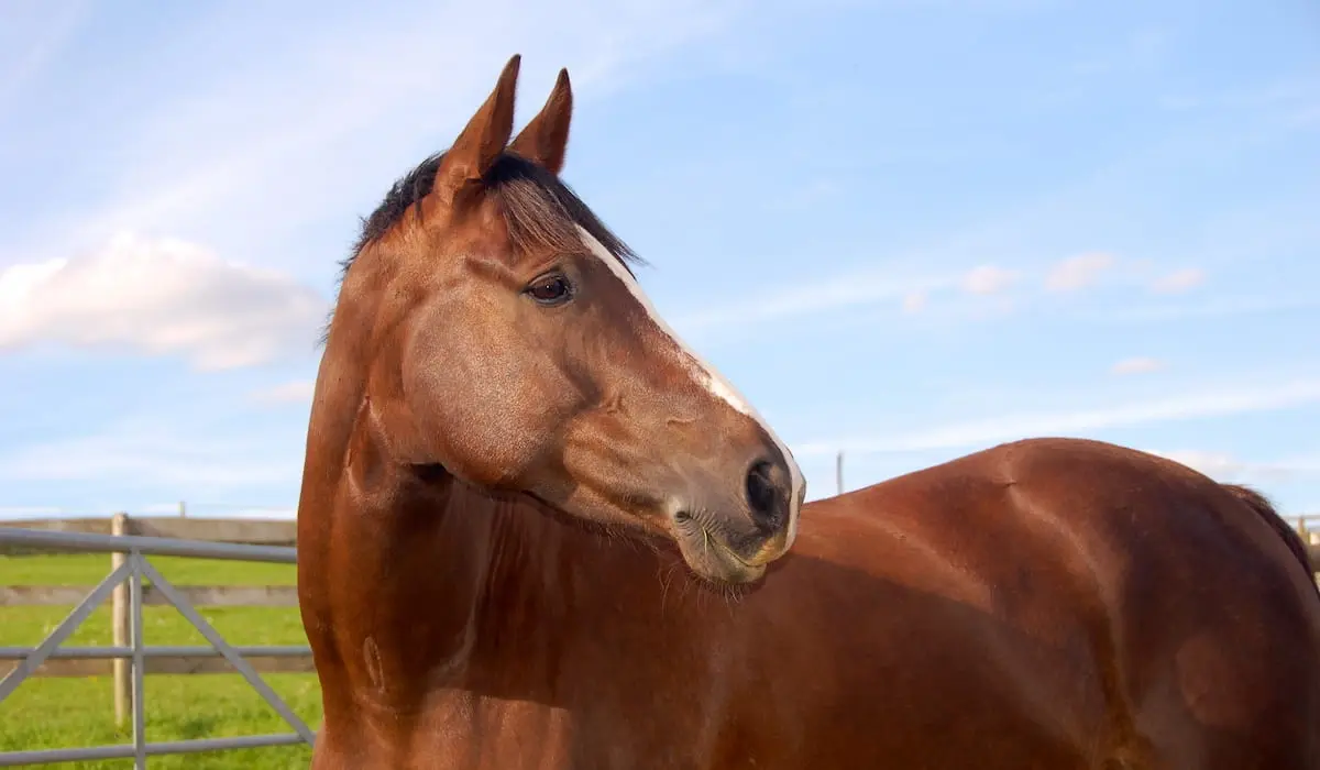 Preparing Your Horse on the Ground Step-by-Step
