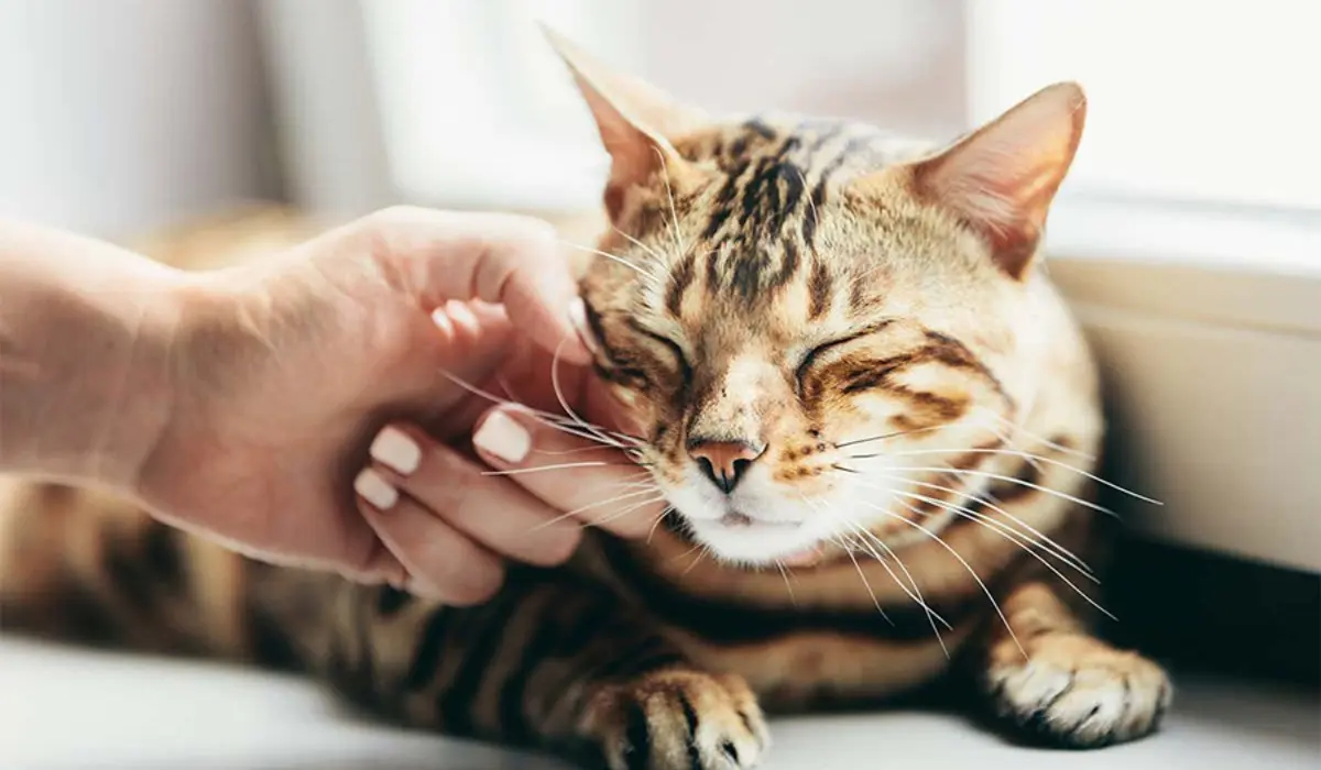 Fascinating Facts About Cats That Inspire Designers