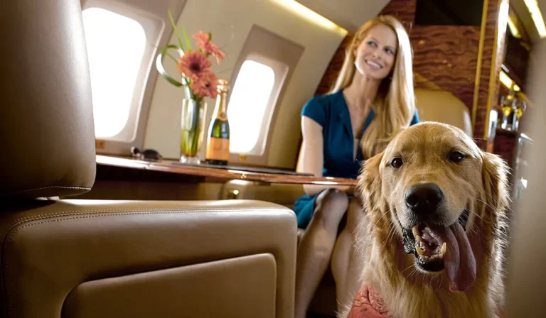 Pet Travel Trends in Premium Hospitality