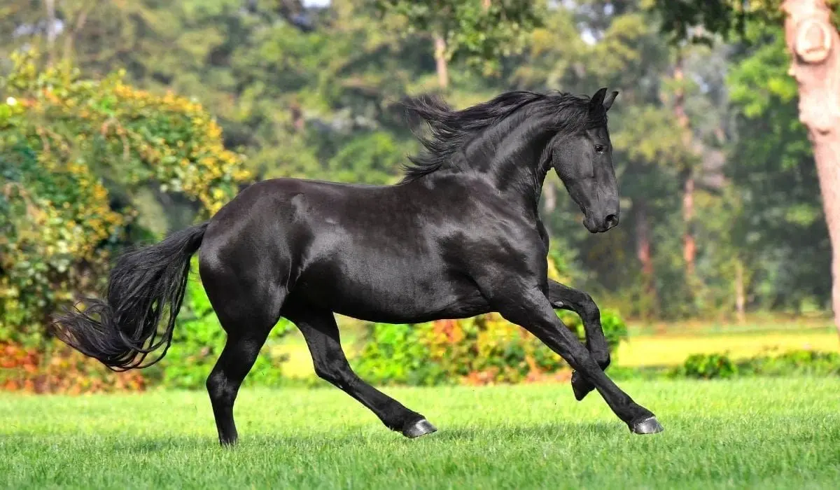 Why Do Some Horses Always Want to Rush?