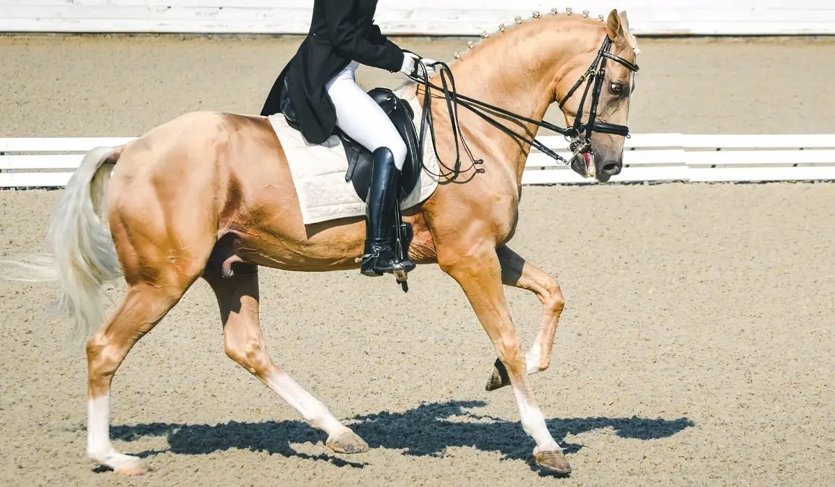 Practical Exercises to Slow Down a Rushing Horse