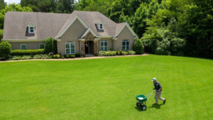 Aerial drone view of a local lawn service provider pushing a spreader to treat a sprawling green grass yard in front of a luxury house.