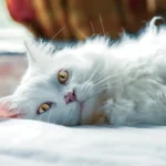 The Power of Cat Symbolism in Luxury
