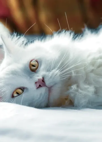 The Power of Cat Symbolism in Luxury