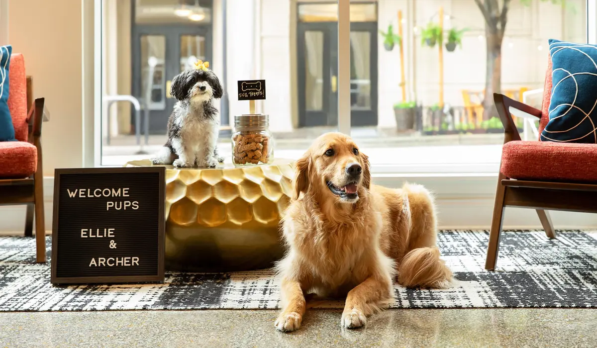 Redefining Hospitality: The Signs of True Pet Luxury