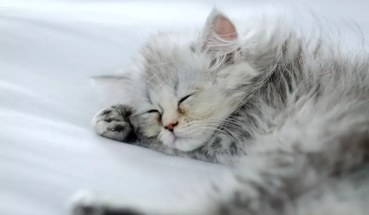 The Power of Cat Symbolism in Luxury