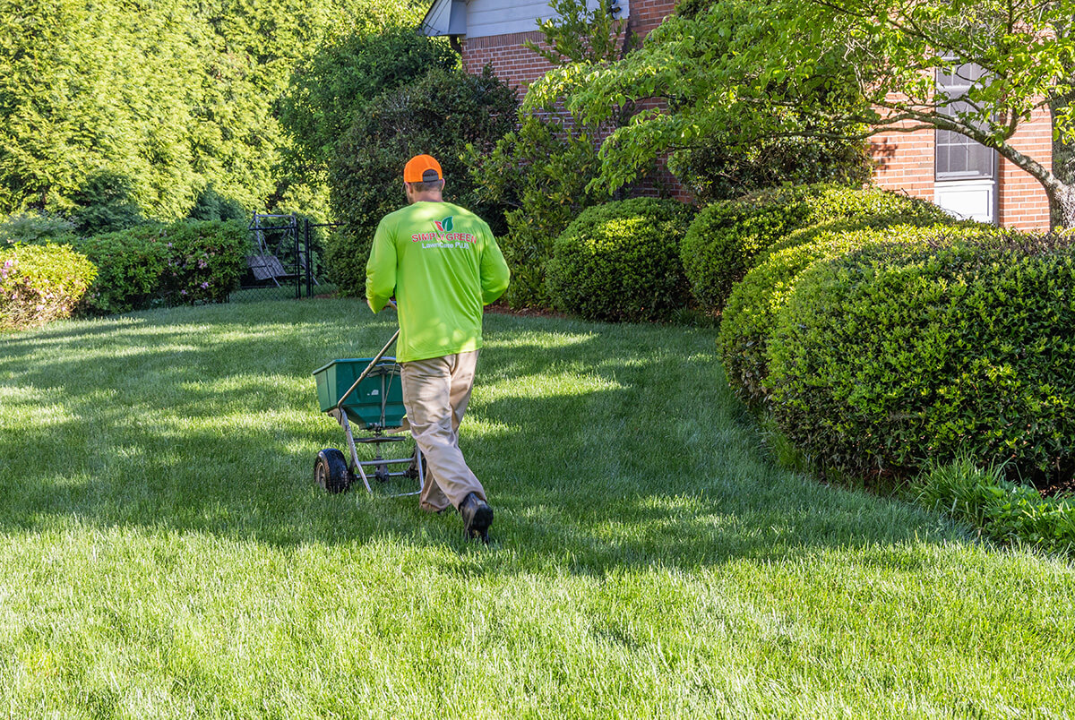 A professional lawn care technician applying granular fertilizer with a push spreader on a green lawn near bushes.