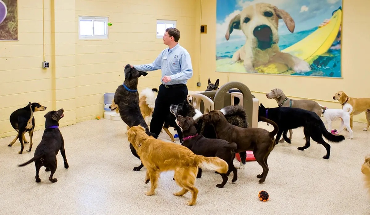 Top Global Resorts Delivering Unrivaled Pet Experiences