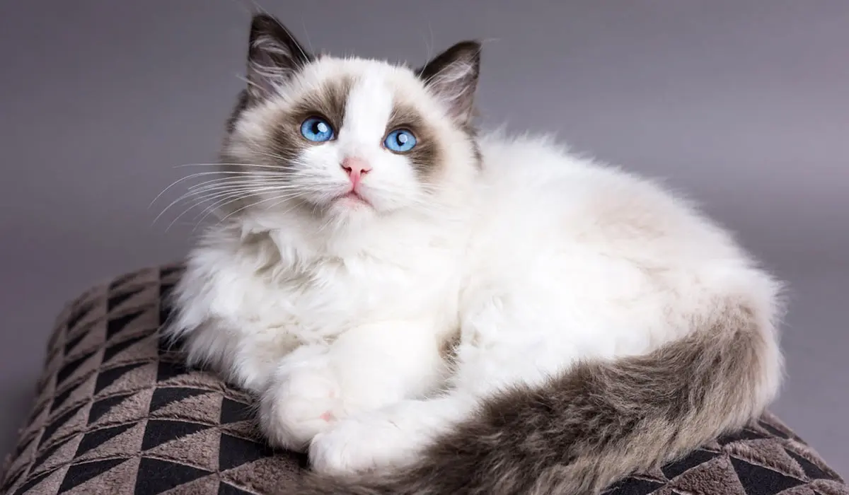 Famous Cats in Fashion: The Ultimate Muses