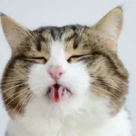 Funny Cat Puns for Every Cat Lover