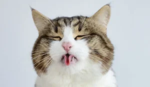 Funny Cat Puns for Every Cat Lover