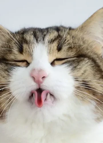 Funny Cat Puns for Every Cat Lover