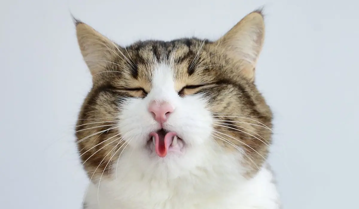 Funny Cat Puns for Every Cat Lover