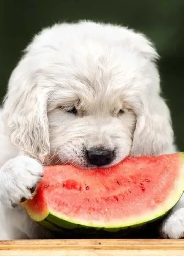 Can Dogs Eat Watermelon?
