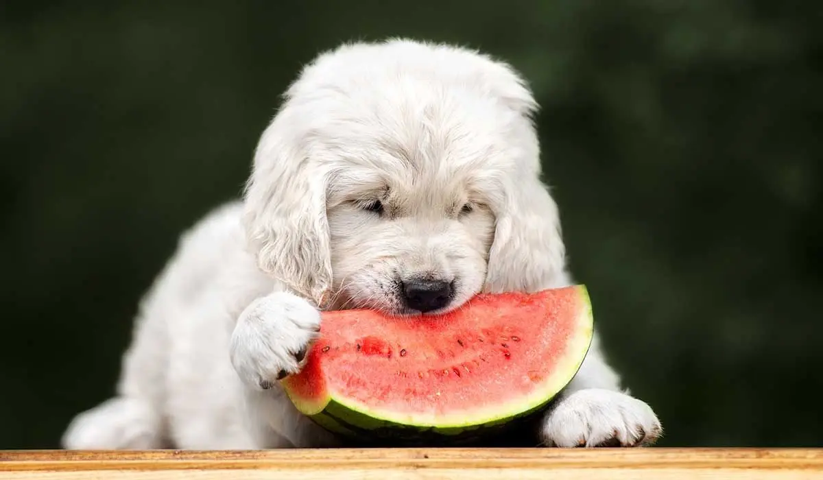Can Dogs Eat Watermelon?