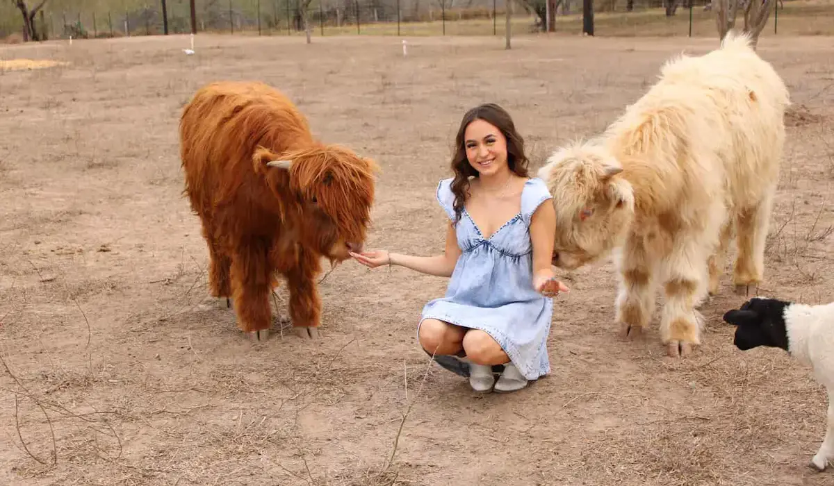 What Is a Highland Cow and Why Is Everyone Obsessed with It?