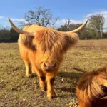 Highland Cow: The Rise of This Charming Lifestyle Trend