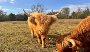Highland Cow: The Rise of This Charming Lifestyle Trend