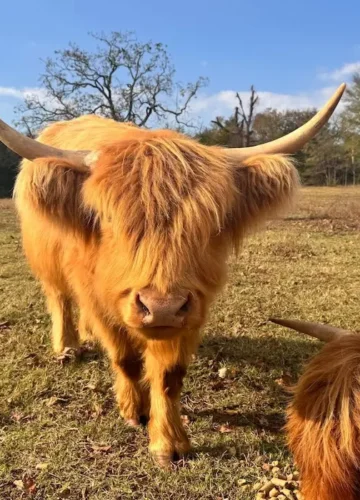 Highland Cow: The Rise of This Charming Lifestyle Trend
