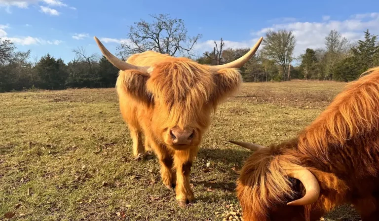 Highland Cow: The Rise of This Charming Lifestyle Trend