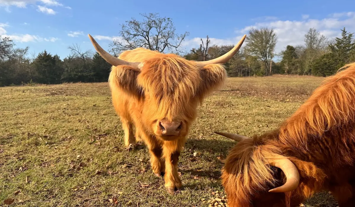 Highland Cow: The Rise of This Charming Lifestyle Trend