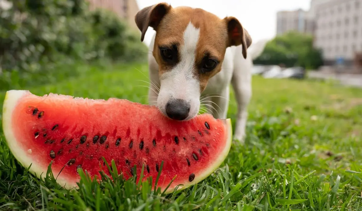 Supporting Active Pups During Exercise