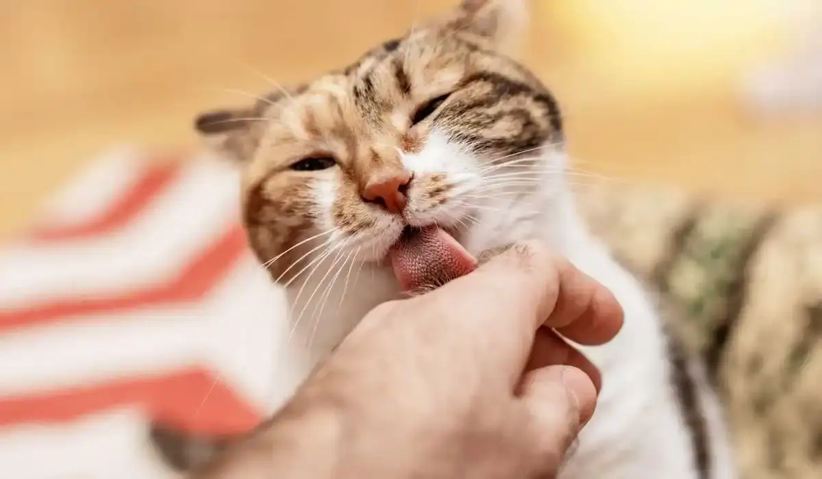 Knock-Knock Cat Jokes for Kids and Family