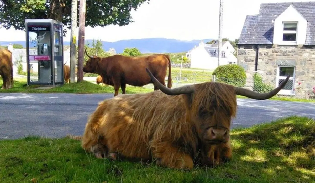 Exploring the Viral Highland Cow Aesthetic