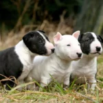 Mini Bernedoodle: Size, Temperament & Care Guide