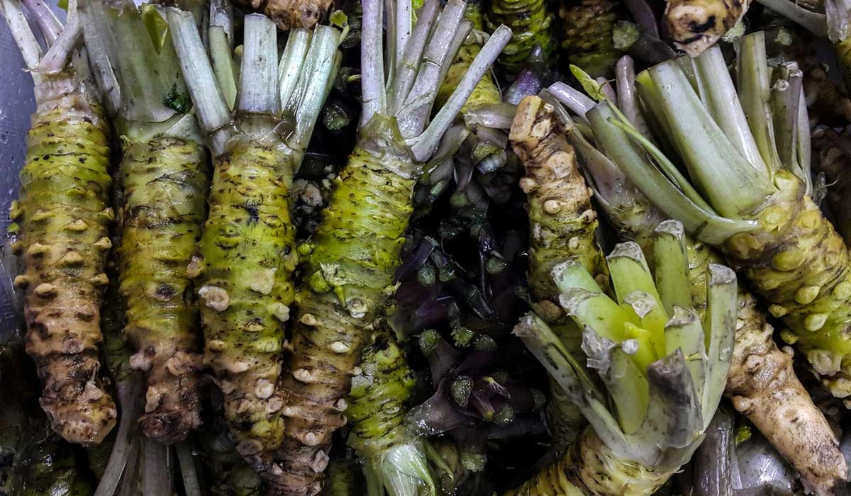 How to Source and Store Fresh Wasabi at Home