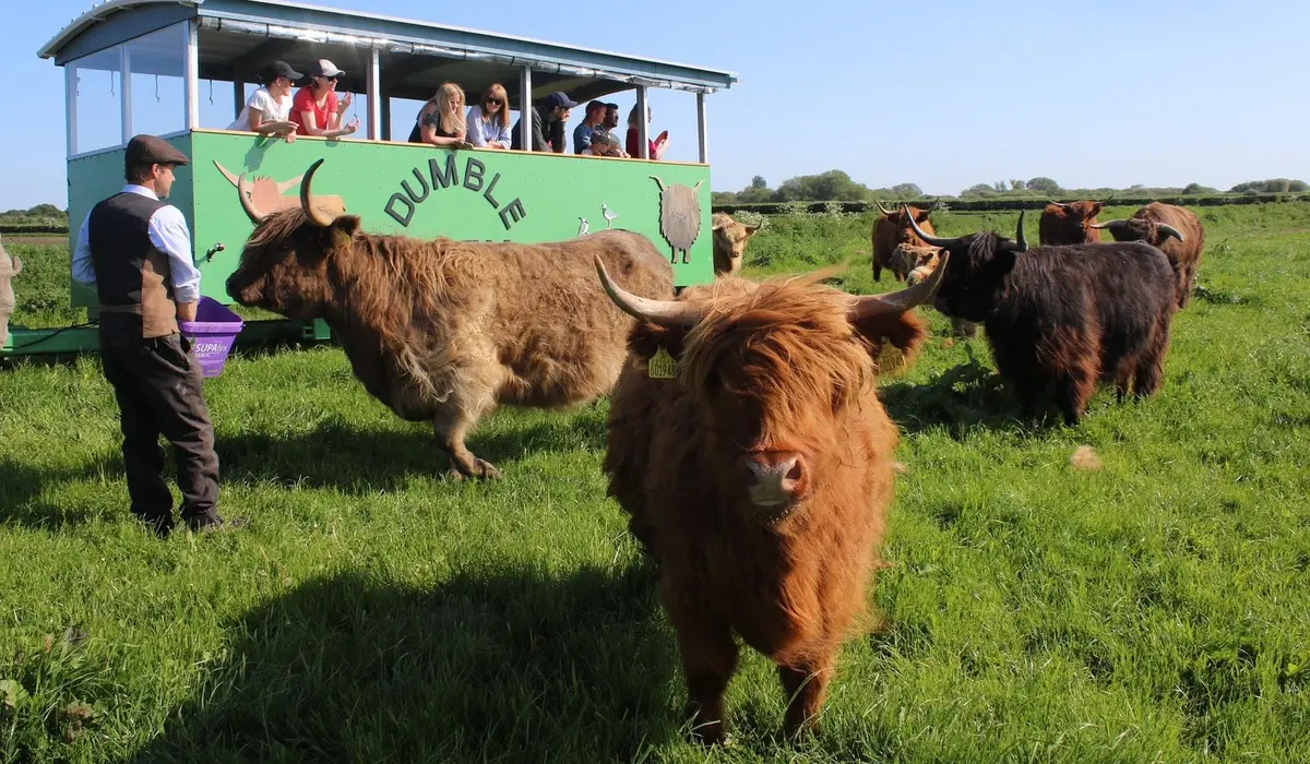 The Origins and History of Highland Cattle