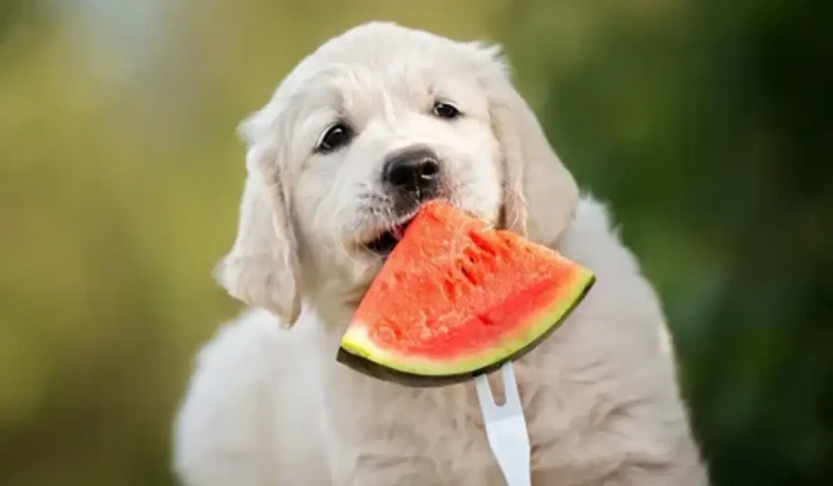 Can Puppies Eat Watermelon?