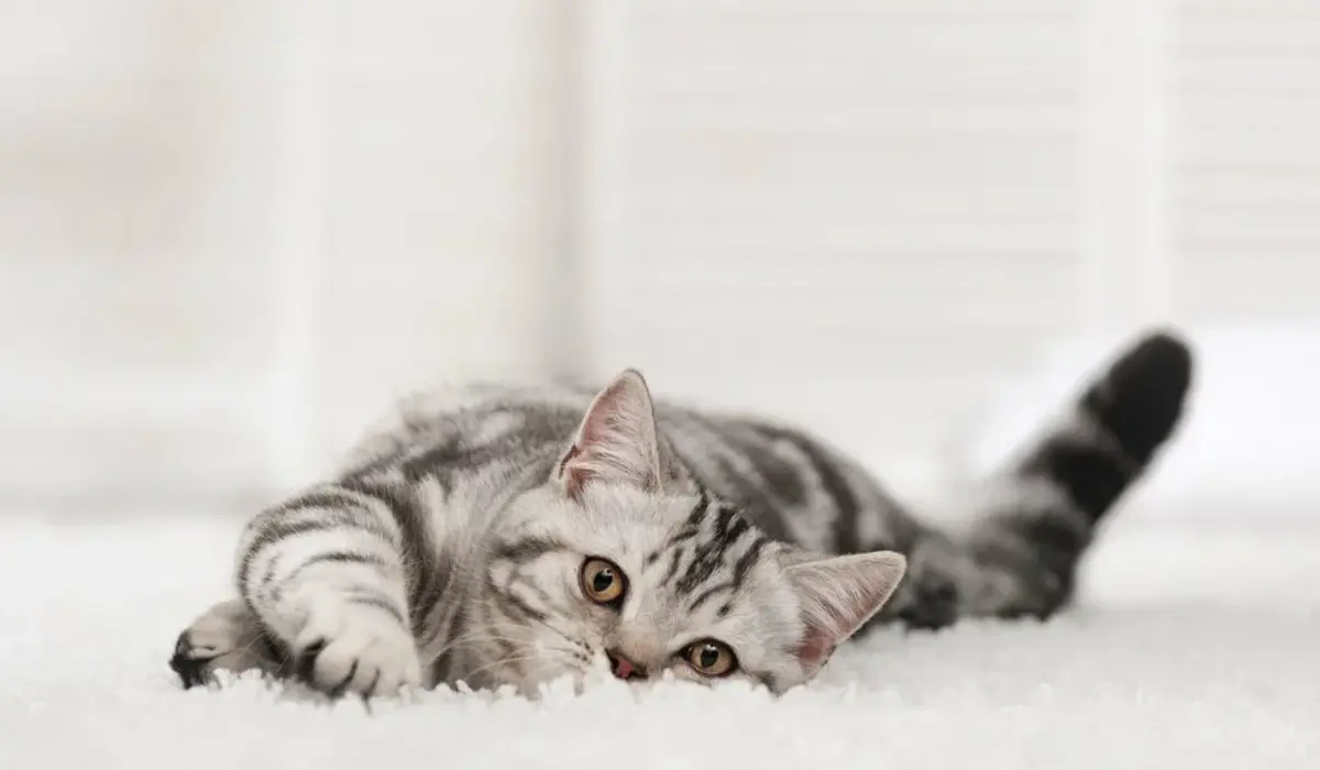 Purr-fect Daily Cat Puns for Quick Laughs