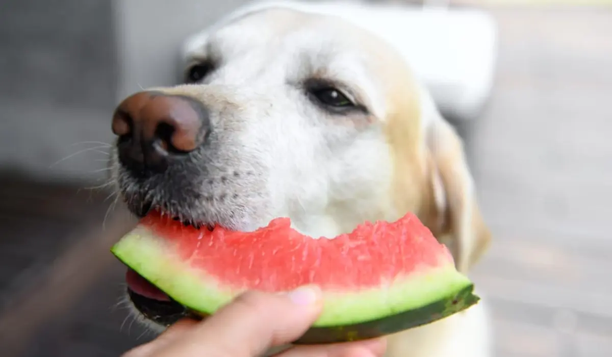 Why Watermelon Makes a Great Dog Treat