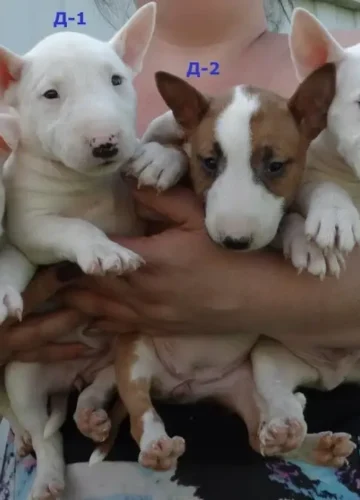 Mini Bernedoodle Size: How Big Do They Get?