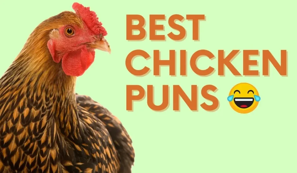Funny Chicken Puns