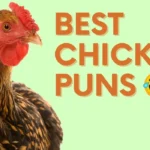 Funny Chicken Puns
