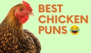 Funny Chicken Puns