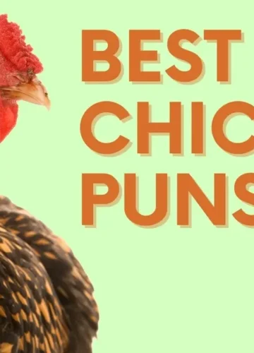 Funny Chicken Puns