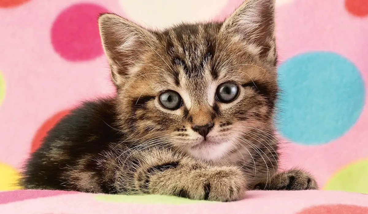 Bonus Rapid-Fire Cat Puns to Reach 250+