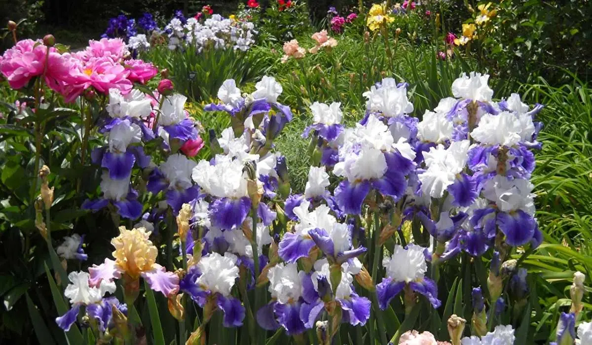 Popular Types of Garden Gnomes