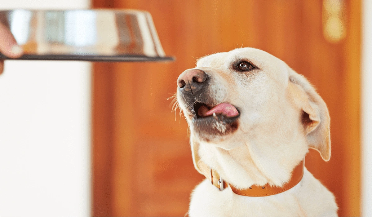 How to Switch Your Dog to a New Food Safely