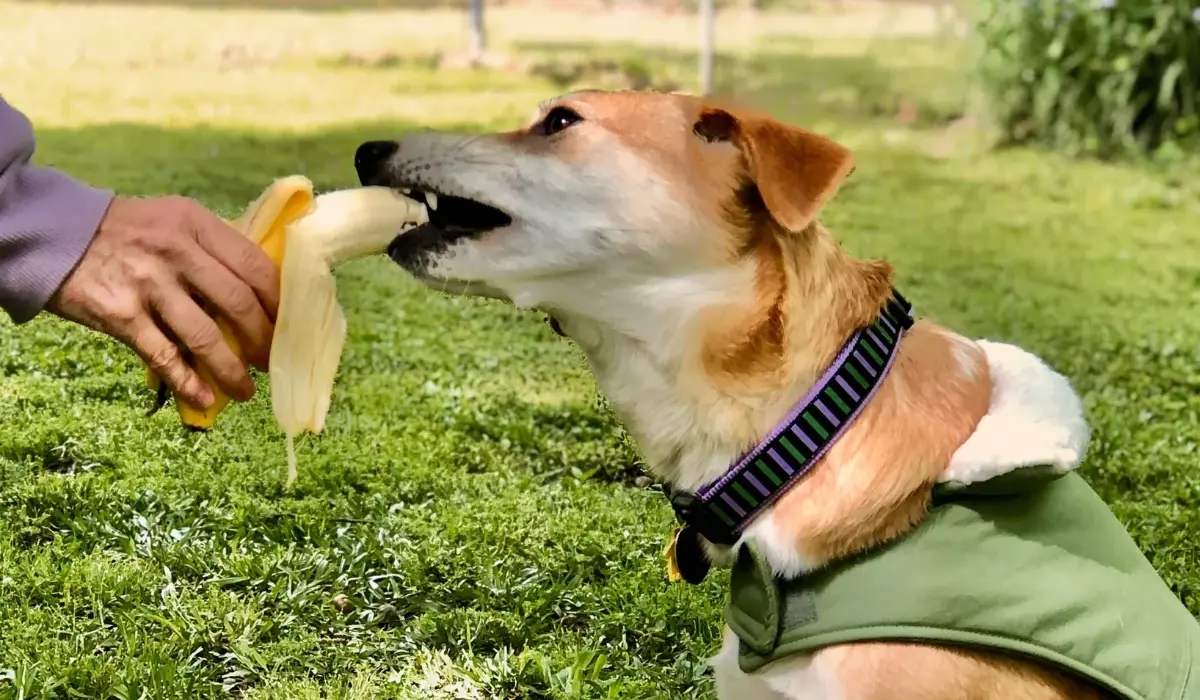 can dogs eat bananas