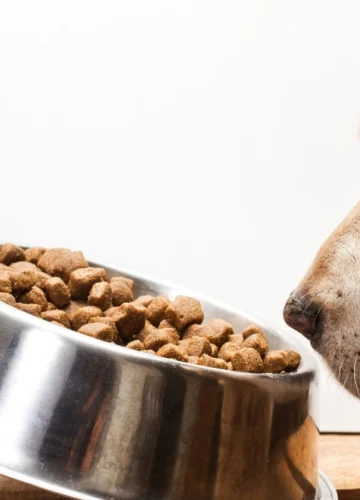 Best Dog Food Brands