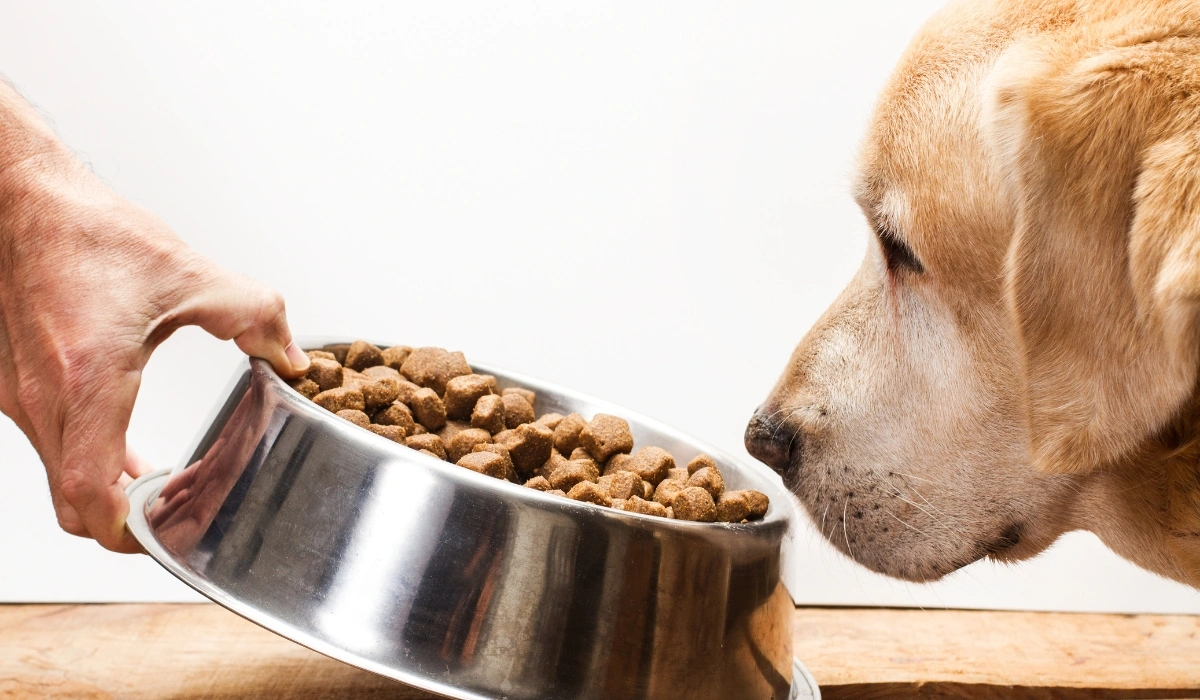 Best Dog Food Brands