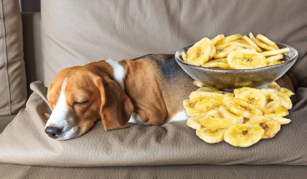 Bananas for Dogs with Health Conditions